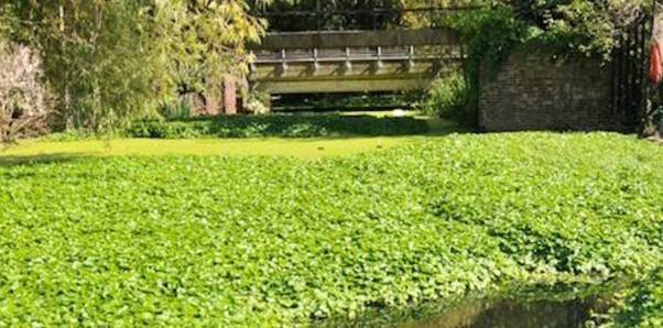 Floating Pennywort